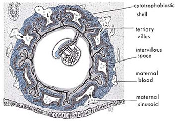 Scientific Miracles Holy Quran :the stages mans embryonic development: